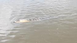 Alligator Visit: We saw tons of alligators in the waterway